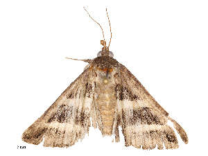  ( - CBG-B21633-A04)  @11 [ ] CreativeCommons - Attribution Share - Alike (2025) CBG Photography Group Centre for Biodiversity Genomics