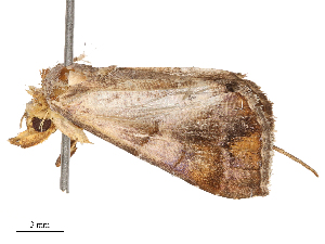  ( - CBG-B21634-B08)  @11 [ ] CreativeCommons - Attribution Share - Alike (2025) CBG Photography Group Centre for Biodiversity Genomics