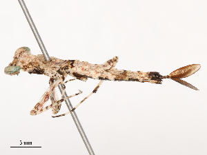  (Amorphoscelis pulchra - CBG-B21634-B12)  @11 [ ] CreativeCommons - Attribution Share - Alike (2025) CBG Photography Group Centre for Biodiversity Genomics
