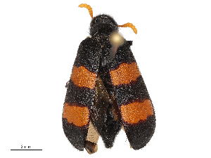  ( - CBG-B21732-G07)  @11 [ ] CreativeCommons - Attribution Share - Alike (2025) CBG Photography Group Centre for Biodiversity Genomics