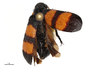  ( - CBG-B21732-G08)  @11 [ ] CreativeCommons - Attribution Share - Alike (2025) CBG Photography Group Centre for Biodiversity Genomics