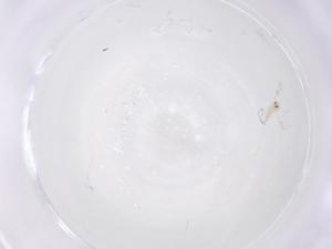  ( - CBG-B22634-A01)  @11 [ ] CreativeCommons - Attribution Share - Alike (2025) Centre for Biodiversity Genomics Centre for Biodiversity Genomics