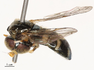  ( - CBG-B22918-E11)  @11 [ ] CreativeCommons - Attribution Share - Alike (2025) CBG Photography Group Centre for Biodiversity Genomics