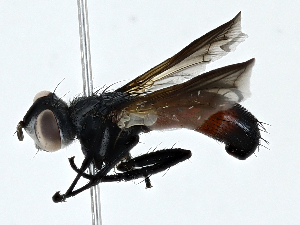  ( - BIOUG97796-A11)  @11 [ ] CreativeCommons - Attribution (2023) CBG Photography Group Centre for Biodiversity Genomics