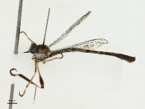  (Leptogaster arida - BIOUG97796-F01)  @11 [ ] CreativeCommons - Attribution (2023) CBG Photography Group Centre for Biodiversity Genomics