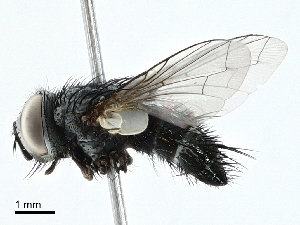  ( - BIOUG98648-C01)  @11 [ ] CreativeCommons - Attribution (2023) CBG Photography Group Centre for Biodiversity Genomics