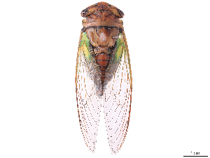  (Orialella - CBG-B07603-B06)  @11 [ ] CreativeCommons - Attribution Share Alike (2025) CBG Photography Group Centre for Biodiversity Genomics
