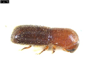  ( - 131485)  @11 [ ] CreativeCommons - Attribution Share-Alike (2026) Mignan Aurore INRAE, URZF