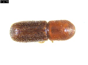  ( - 131484)  @11 [ ] CreativeCommons - Attribution Share-Alike (2025) Mignan Aurore INRAE, URZF