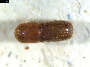  ( - 131485)  @11 [ ] CreativeCommons - Attribution Share-Alike (2025) Mignan Aurore INRAE, URZF