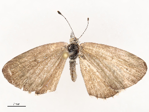  ( - CBG-B00463-G11)  @11 [ ] CreativeCommons - Attribution Share - Alike (2025) CBG Photography Group Centre for Biodiversity Genomics