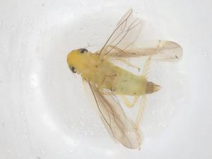  ( - CBG-B00545-D02)  @11 [ ] CreativeCommons - Attribution Share - Alike (2025) Centre for Biodiversity Genomics Centre for Biodiversity Genomics