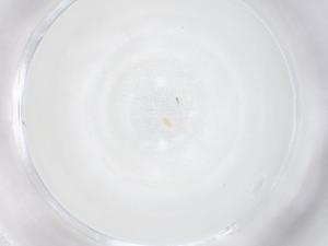  ( - CBG-B00548-A06)  @11 [ ] CreativeCommons - Attribution Share - Alike (2025) Centre for Biodiversity Genomics Centre for Biodiversity Genomics