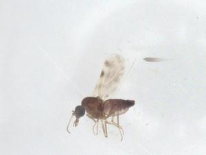  ( - CBG-B00549-F05)  @11 [ ] CreativeCommons - Attribution Share - Alike (2025) Centre for Biodiversity Genomics Centre for Biodiversity Genomics