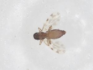  ( - CBG-B00566-G11)  @11 [ ] CreativeCommons - Attribution Share - Alike (2025) Centre for Biodiversity Genomics Centre for Biodiversity Genomics