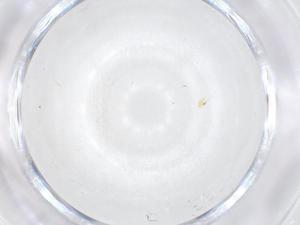  ( - CBG-B00570-C03)  @11 [ ] CreativeCommons - Attribution Share - Alike (2025) Centre for Biodiversity Genomics Centre for Biodiversity Genomics