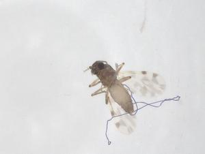  ( - CBG-B00883-A05)  @11 [ ] CreativeCommons - Attribution Share - Alike (2025) Centre for Biodiversity Genomics Centre for Biodiversity Genomics