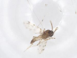  ( - CBG-B01253-D04)  @11 [ ] CreativeCommons - Attribution Share - Alike (2025) Centre for Biodiversity Genomics Centre for Biodiversity Genomics