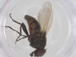  ( - CBG-B01259-B11)  @11 [ ] CreativeCommons - Attribution Share - Alike (2025) Centre for Biodiversity Genomics Centre for Biodiversity Genomics