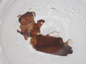  ( - CBG-B01259-C09)  @11 [ ] CreativeCommons - Attribution Share - Alike (2025) Centre for Biodiversity Genomics Centre for Biodiversity Genomics