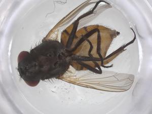  ( - CBG-B01259-D12)  @11 [ ] CreativeCommons - Attribution Share - Alike (2025) Centre for Biodiversity Genomics Centre for Biodiversity Genomics