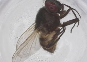  ( - CBG-B01259-E08)  @11 [ ] CreativeCommons - Attribution Share - Alike (2025) Centre for Biodiversity Genomics Centre for Biodiversity Genomics