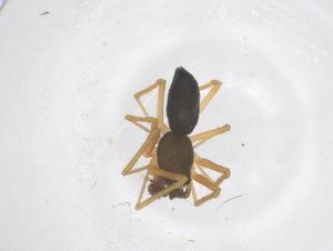  ( - CBG-B13297-G09)  @11 [ ] CreativeCommons - Attribution Share - Alike (2025) Centre for Biodiversity Genomics Centre for Biodiversity Genomics