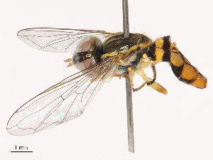  ( - CBG-B14654-F04)  @11 [ ] CreativeCommons - Attribution Share - Alike (2025) CBG Photography Group Centre for Biodiversity Genomics