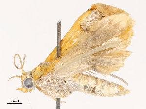  ( - CBG-B14654-F05)  @11 [ ] CreativeCommons - Attribution Share - Alike (2025) CBG Photography Group Centre for Biodiversity Genomics
