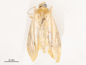  ( - CBG-B14654-G06)  @11 [ ] CreativeCommons - Attribution Share - Alike (2025) CBG Photography Group Centre for Biodiversity Genomics