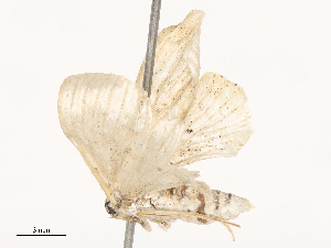  ( - CBG-B22924-F11)  @11 [ ] CreativeCommons - Attribution Share - Alike (2025) CBG Photography Group Centre for Biodiversity Genomics