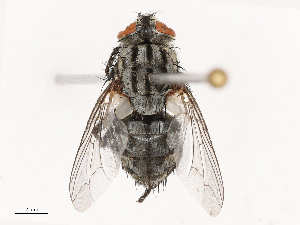  ( - CBG-B22924-H01)  @11 [ ] CreativeCommons - Attribution Share - Alike (2025) CBG Photography Group Centre for Biodiversity Genomics