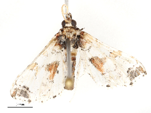  ( - CBG-B22929-A01)  @11 [ ] CreativeCommons - Attribution Share - Alike (2025) CBG Photography Group Centre for Biodiversity Genomics