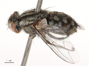  ( - CBG-B22932-G08)  @11 [ ] CreativeCommons - Attribution Share - Alike (2025) CBG Photography Group Centre for Biodiversity Genomics