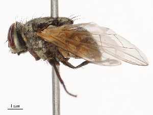  ( - CBG-B22932-H02)  @11 [ ] CreativeCommons - Attribution Share - Alike (2025) CBG Photography Group Centre for Biodiversity Genomics