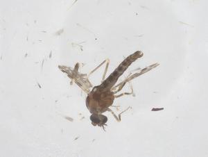  ( - CBG-B22983-B11)  @11 [ ] CreativeCommons - Attribution Share - Alike (2025) Centre for Biodiversity Genomics Centre for Biodiversity Genomics