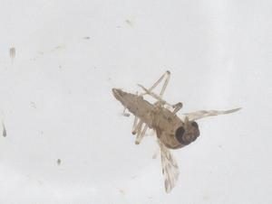  ( - CBG-B22983-C07)  @11 [ ] CreativeCommons - Attribution Share - Alike (2025) Centre for Biodiversity Genomics Centre for Biodiversity Genomics