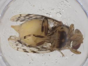  ( - CBG-B22984-F06)  @11 [ ] CreativeCommons - Attribution Share - Alike (2025) Centre for Biodiversity Genomics Centre for Biodiversity Genomics