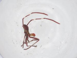  (Stenocoris southwoodi - CBG-B23178-E05)  @11 [ ] CreativeCommons - Attribution Share - Alike (2025) Centre for Biodiversity Genomics Centre for Biodiversity Genomics