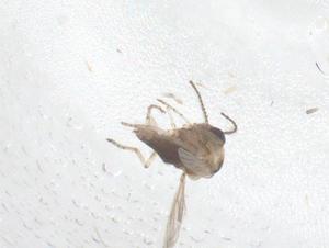  ( - CBG-B23181-B11)  @11 [ ] CreativeCommons - Attribution Share - Alike (2025) Centre for Biodiversity Genomics Centre for Biodiversity Genomics