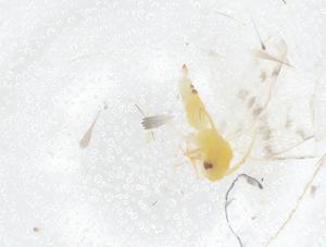  ( - CBG-B23181-C04)  @11 [ ] CreativeCommons - Attribution Share - Alike (2025) Centre for Biodiversity Genomics Centre for Biodiversity Genomics