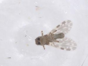  ( - CBG-B23202-C03)  @11 [ ] CreativeCommons - Attribution Share - Alike (2025) Centre for Biodiversity Genomics Centre for Biodiversity Genomics