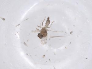  ( - CBG-B23202-E07)  @11 [ ] CreativeCommons - Attribution Share - Alike (2025) Centre for Biodiversity Genomics Centre for Biodiversity Genomics