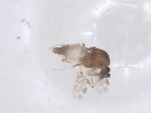  ( - CBG-B23202-F10)  @11 [ ] CreativeCommons - Attribution Share - Alike (2025) Centre for Biodiversity Genomics Centre for Biodiversity Genomics