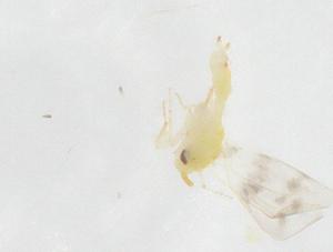  ( - CBG-B23204-B04)  @11 [ ] CreativeCommons - Attribution Share - Alike (2025) Centre for Biodiversity Genomics Centre for Biodiversity Genomics