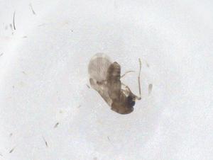  ( - CBG-B23204-D09)  @11 [ ] CreativeCommons - Attribution Share - Alike (2025) Centre for Biodiversity Genomics Centre for Biodiversity Genomics