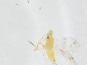  ( - CBG-B23207-B10)  @11 [ ] CreativeCommons - Attribution Share - Alike (2025) Centre for Biodiversity Genomics Centre for Biodiversity Genomics