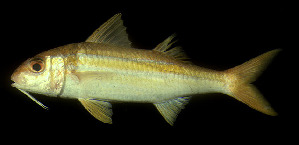  (Mulloidichthys vanicolensis - CIFEFGB MV-01)  @14 [ ] CreativeCommons - Attribution Non-Commercial (1973) Randall, John E. Fishbase