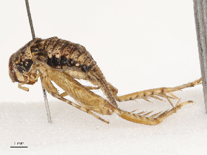  ( - CBG-A67084-F05)  @11 [ ] CreativeCommons - Attribution Share - Alike (2025) CBG Photography Group Centre for Biodiversity Genomics