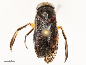  ( - CBG-A67084-G06)  @11 [ ] CreativeCommons - Attribution Share - Alike (2025) CBG Photography Group Centre for Biodiversity Genomics